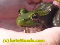 /home//u458753944/public_html/sourcegallery///Frogs/Mixed frogs/P1070618.JPG